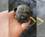 Small #2 Cane Corso