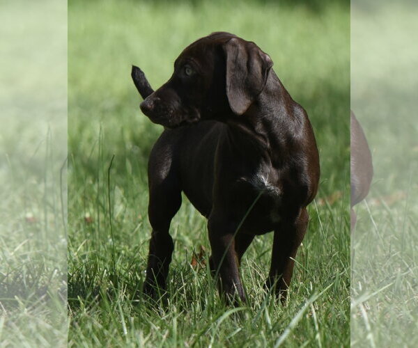 Medium Photo #7 Chocolate Labrador retriever-Pointer Mix Puppy For Sale in Mechanicsburg, PA, USA