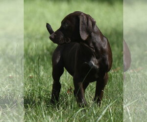 Fuzz - Male Chocolate Labrador retriever-Pointer Mix Dog for Adoption - Photo #7