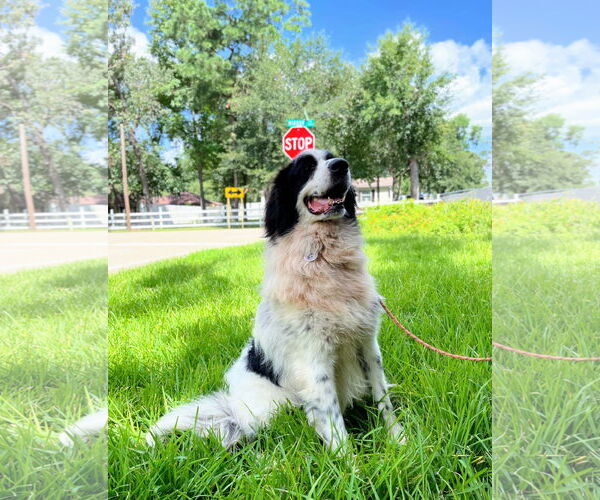Medium Photo #8 Great Pyrenees-Unknown Mix Puppy For Sale in Spring, TX, USA