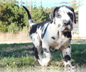 Great Dane Puppy for sale in LEANDER, TX, USA