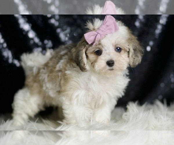 Medium Photo #3 Maltipoo Puppy For Sale in WARSAW, IN, USA