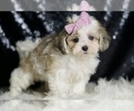 Small #2 Maltipoo