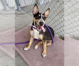 Bull Terrier-Unknown Mix Dogs for adoption in Conroe, TX, USA