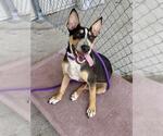Small Bull Terrier Mix