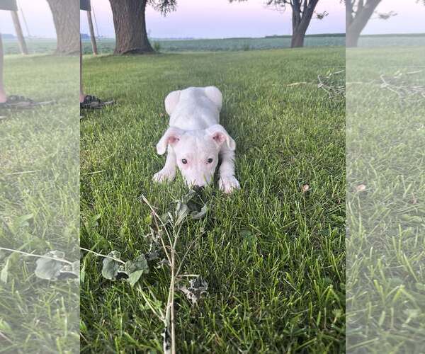 Medium Photo #9 Huskies -Unknown Mix Puppy For Sale in Sheboygan, WI, USA