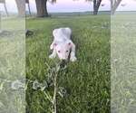 Small #8 Huskies  Mix
