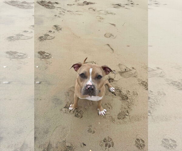 Medium Photo #3 American Pit Bull Terrier-Labrador Retriever Mix Puppy For Sale in Derwood, MD, USA
