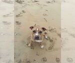 Small #2 American Pit Bull Terrier-Labrador Retriever Mix