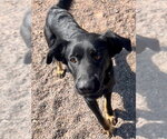 Small #1 Labrador Retriever Mix