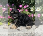 Small #1 Lhasa Apso-Poodle (Toy) Mix