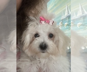 Maltese-Poodle (Toy) Mix Puppy for sale in SARASOTA, FL, USA
