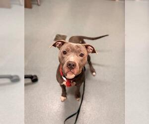 Mutt Dogs for adoption in Baytown, TX, USA