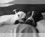 Small #1 Boxer Mix