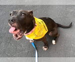 Small #44 American Pit Bull Terrier Mix