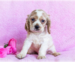 Puppy Sadie Cocker Spaniel