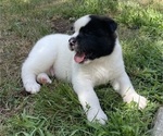 Puppy Polaris Akita