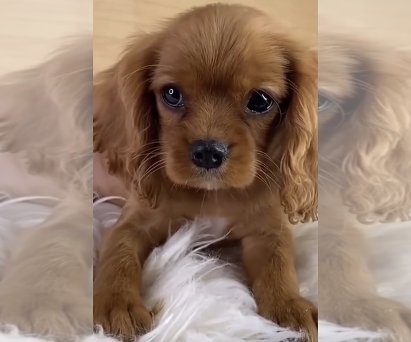 Medium Photo #2 Cavalier King Charles Spaniel Puppy For Sale in CRYSTAL LAKE, IL, USA