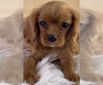 Small #1 Cavalier King Charles Spaniel