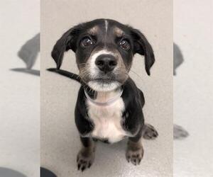 Black and Tan Coonhound-Unknown Mix Dogs for adoption in San Francisco, CA, USA