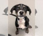 Small Black and Tan Coonhound Mix