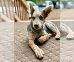 Small #5 Mutt