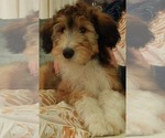 Puppy Teddy Cadoodle