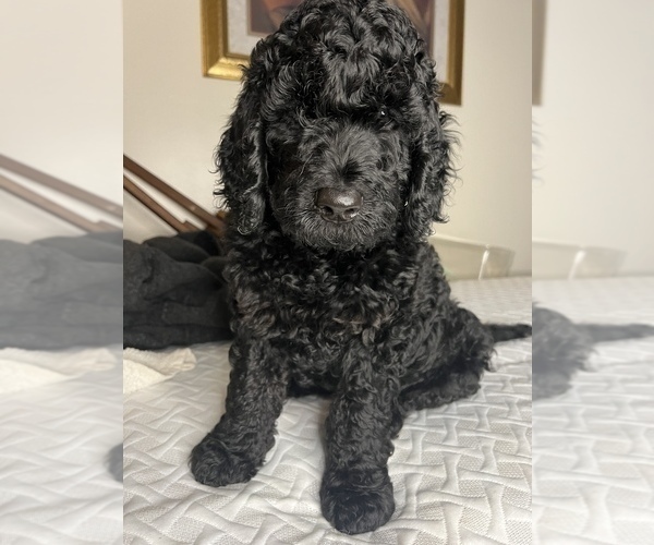 Full screen Photo #1 Goldendoodle Puppy For Sale in LONG BEACH, CA, USA