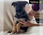 Small Photo #11 German Shepherd Dog Puppy For Sale in PITTSBORO, IN, USA