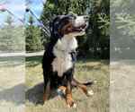 Small #2 Bernese Mountain Dog