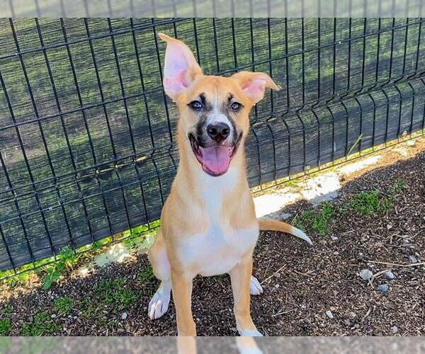 Medium Photo #2 German Shepherd Dog Puppy For Sale in Orange, CA, USA