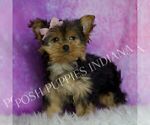 Small Photo #15 Yorkshire Terrier Puppy For Sale in WARSAW, IN, USA