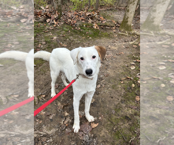 Medium Photo #2 Mountain Cur-Unknown Mix Puppy For Sale in Linton, IN, USA