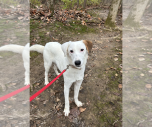 Wishbone - Female Mountain Cur-Unknown Mix Dog for Adoption - Photo #2