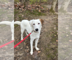 Small #1 Mountain Cur Mix