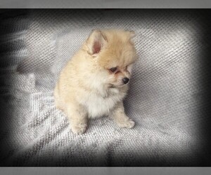 Pomeranian Puppy for sale in DAWSONVILLE, GA, USA