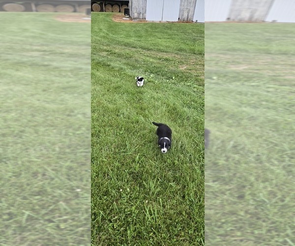 Medium Photo #33 English Shepherd Puppy For Sale in NEW CASTLE, IN, USA