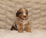 Small #5 Australian Retriever