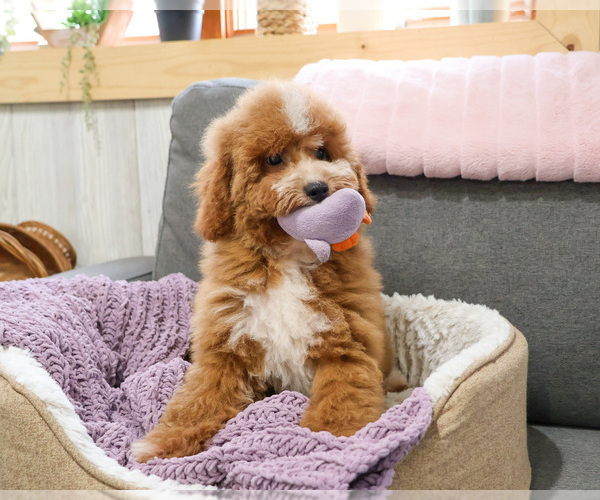 Medium Photo #15 Goldendoodle mix (+ Poodle Miniature) Puppy For Sale in SYRACUSE, IN, USA
