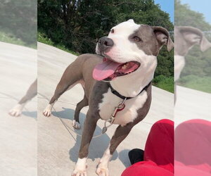 American Staffordshire Terrier-Unknown Mix Dogs for adoption in Sheboygan, WI, USA
