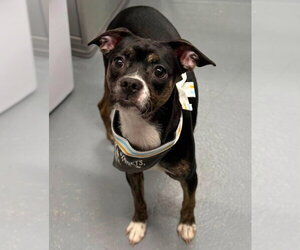 Boston Huahua Dogs for adoption in Lakewood, CO, USA