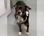 Small Boston Huahua