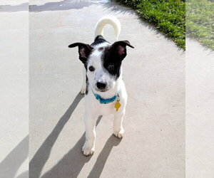 Collie-Unknown Mix Dogs for adoption in Sandy, UT, USA