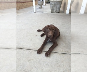 German Shorthaired Pointer Puppy for Sale in CORONA, California USA