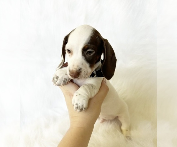 Medium Photo #7 Dachshund Puppy For Sale in DAVIS, CA, USA