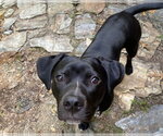 Small Photo #7 Labrador Retriever-Unknown Mix Puppy For Sale in Blairsville, GA, USA