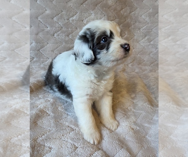 Medium Photo #11 Aussiedoodle Puppy For Sale in WILLS POINT, TX, USA