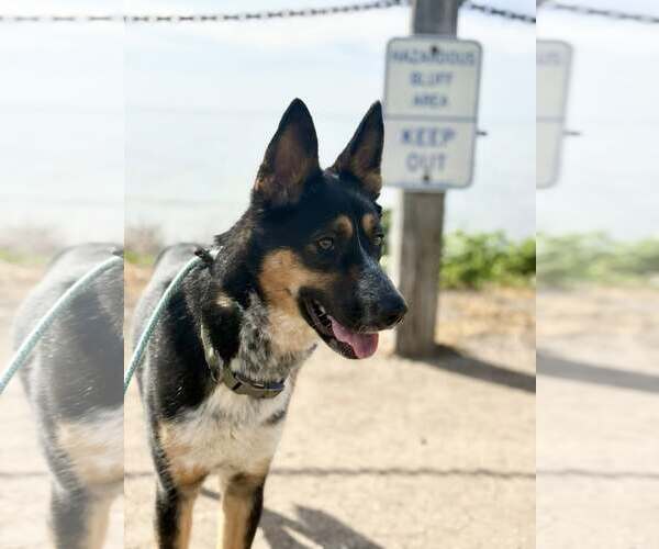 Medium Photo #2 Mutt Puppy For Sale in Paso Robles, CA, USA