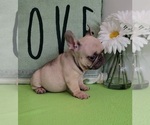 Small Photo #6 French Bulldog Puppy For Sale in BAYTOWN, TX, USA