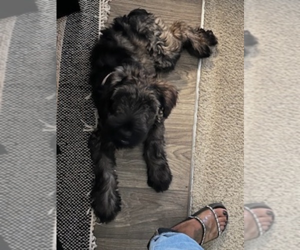 Medium Photo #1 Schnauzer (Giant) Puppy For Sale in JONESBORO, GA, USA